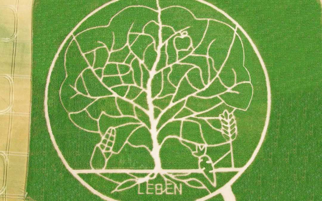 Vorfreude auf den Baum im Maislabyrinth