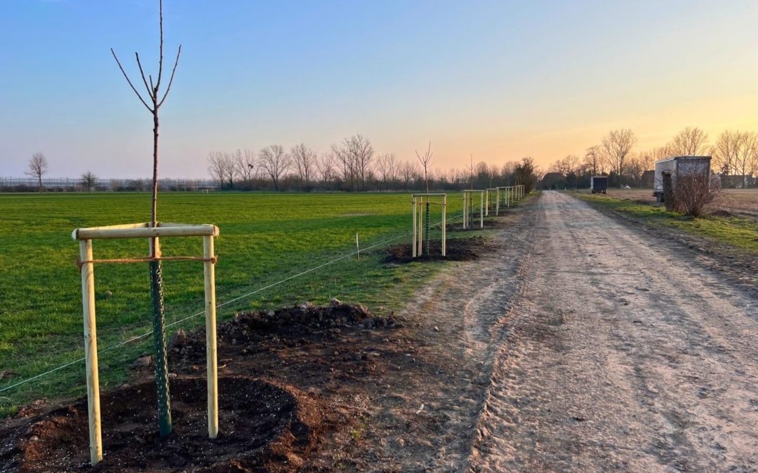 Neue Kirschbäume für die Kirschallee in Baasdorf