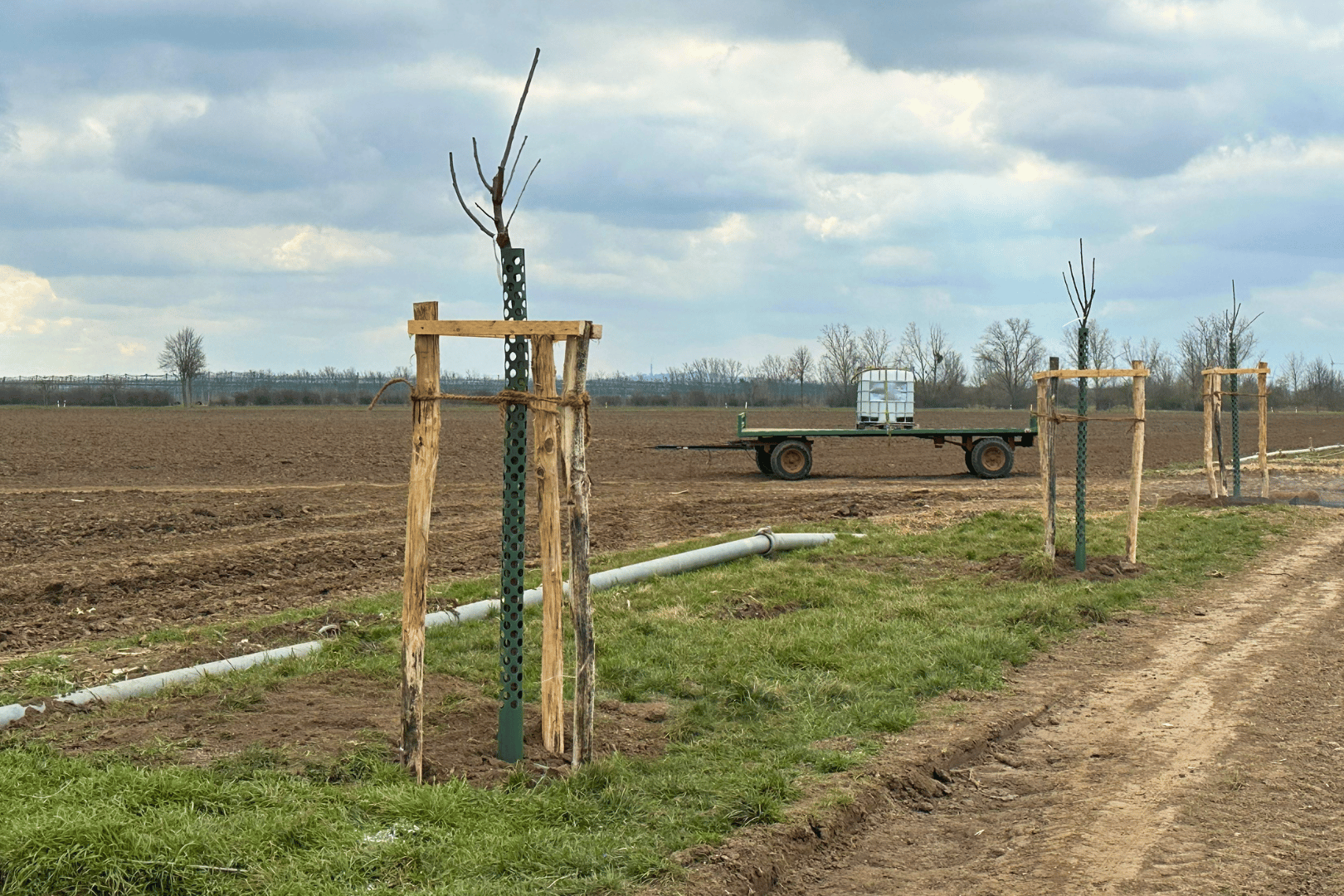 032025_Kirschallee (2)