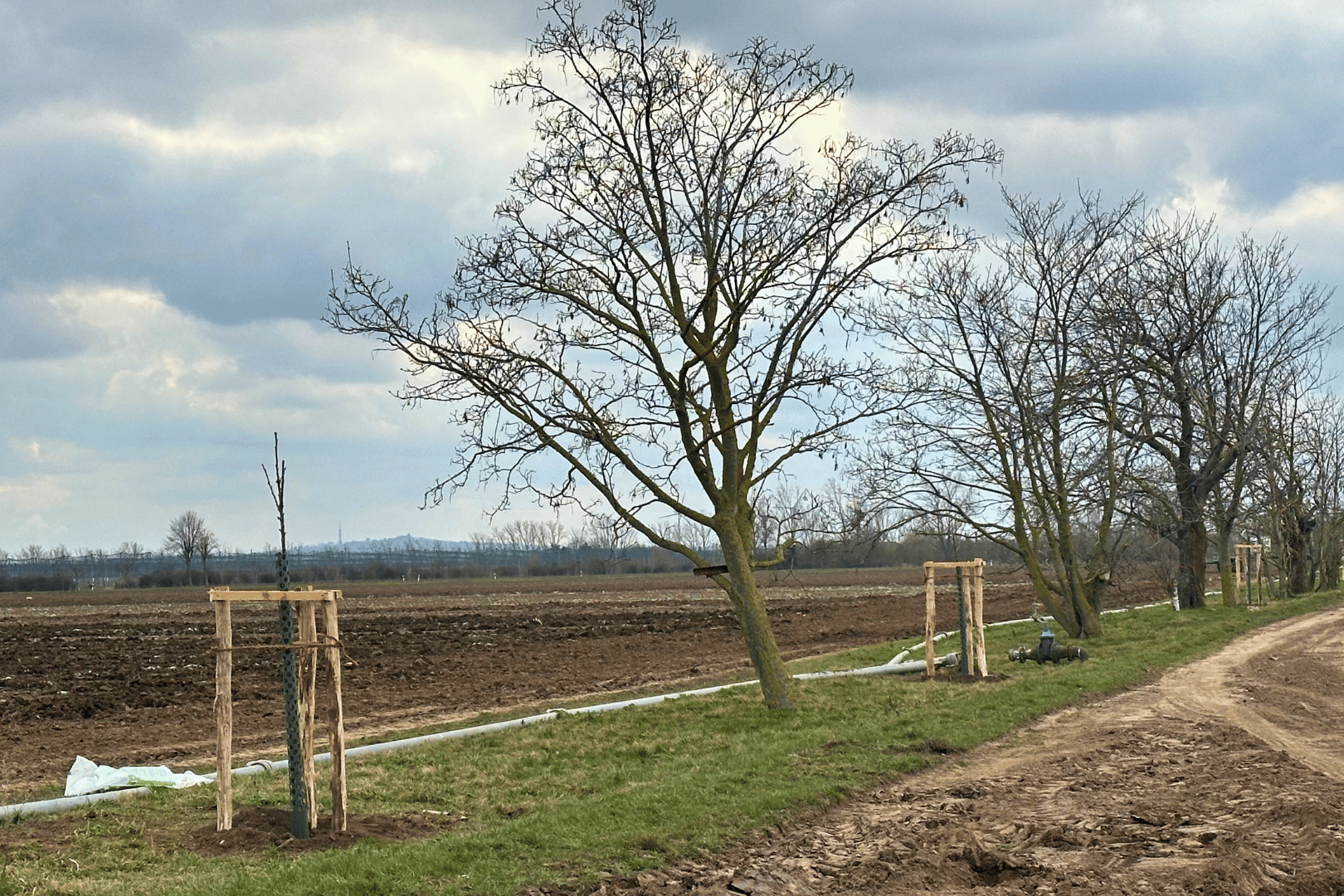 032025_Kirschallee (3)