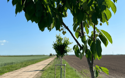 Leckeres aus der Kirschallee